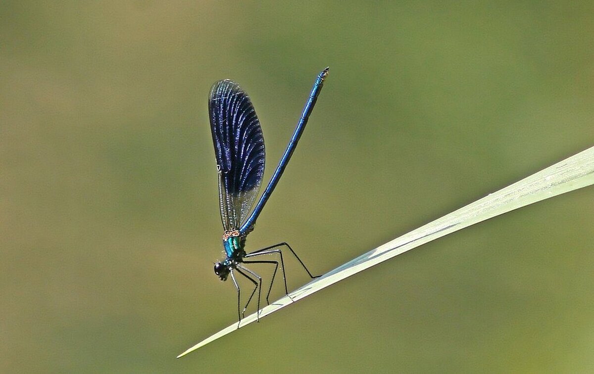 стрекоза... - Александр Герасенков