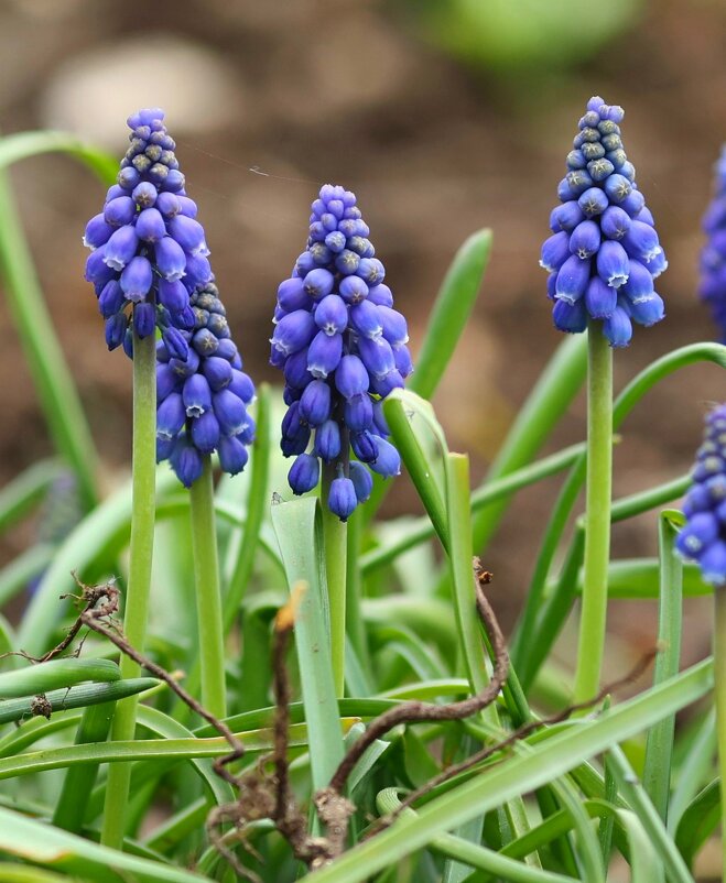 Весна идёт... - Светлана Тихонина