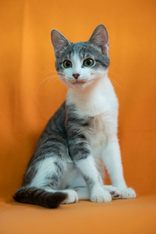 Ct - Андрей Л. В.