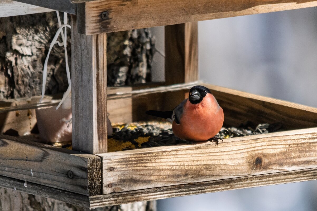 Снегирь - Виктор Иванович Чернюк Снегирь - Виктор Иванович Чернюк