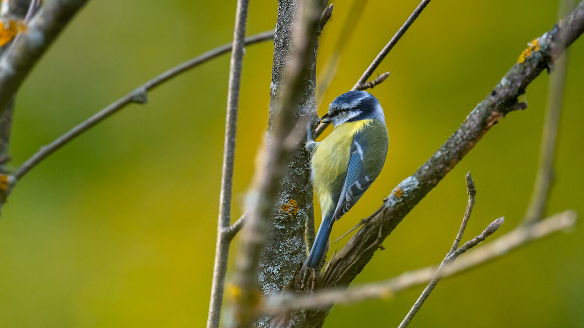 Синица лазоревка - Владимир Лазарев