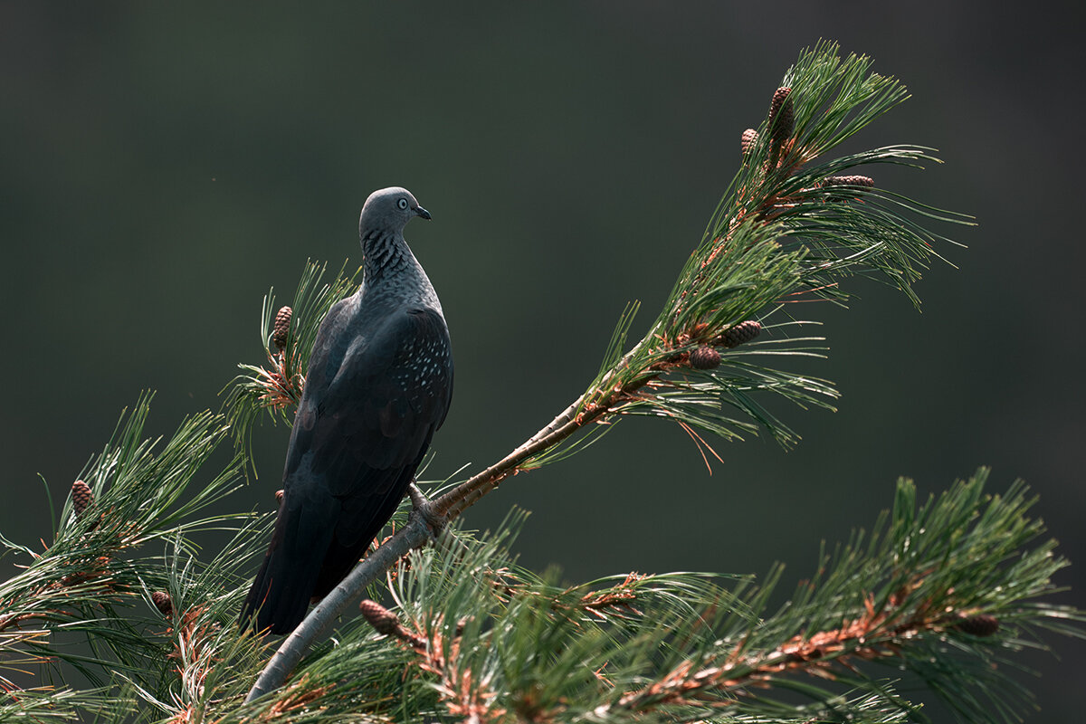 Гималайский вяхирь - Yudong Liu