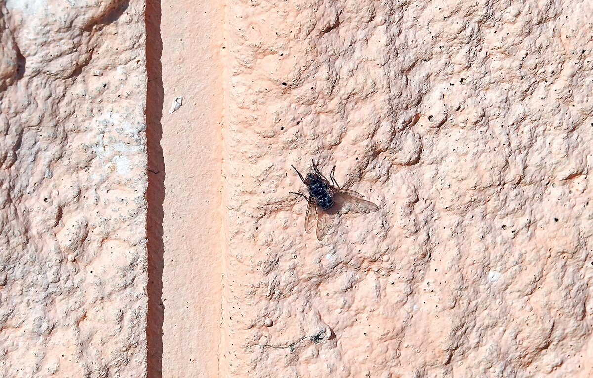 Вот и мухи проснулись - Валерий Иванович