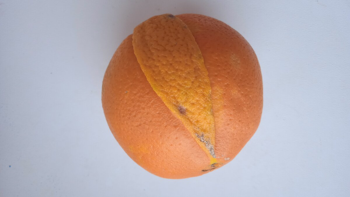 апельсин с заплаткой - Елена Шаламова