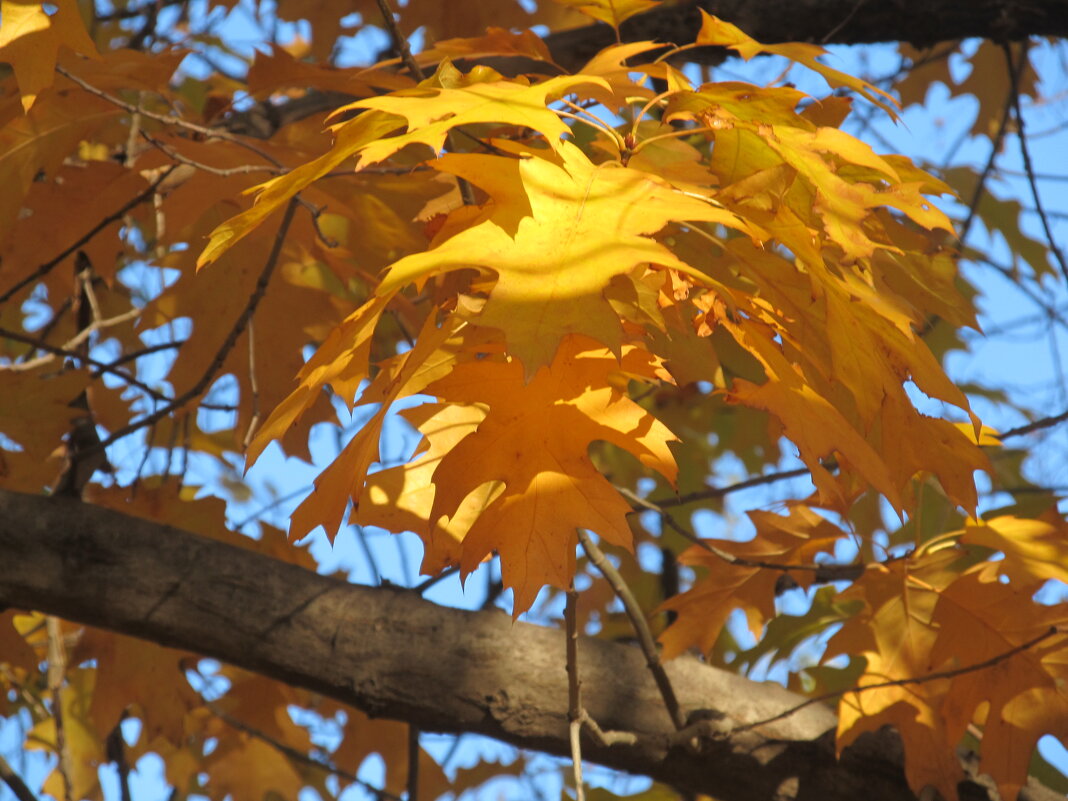 прекрасныый октябрь - Елена Шаламова
