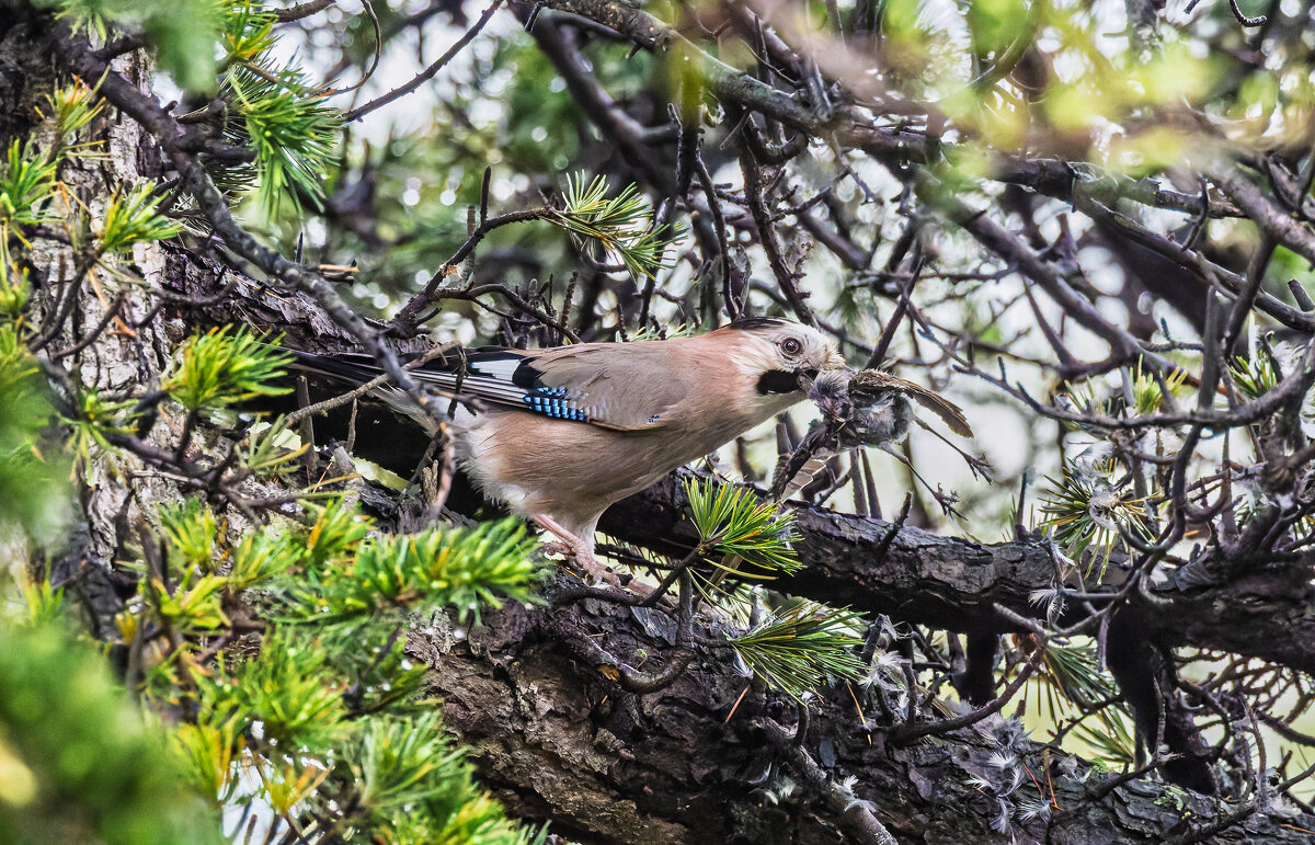 сойка.та еще хищница. - юрий макаров сойка.та еще хищница. - юрий макаров