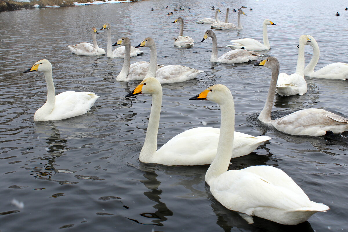 Кликуны на озере в марте - Татьяна Лютаева