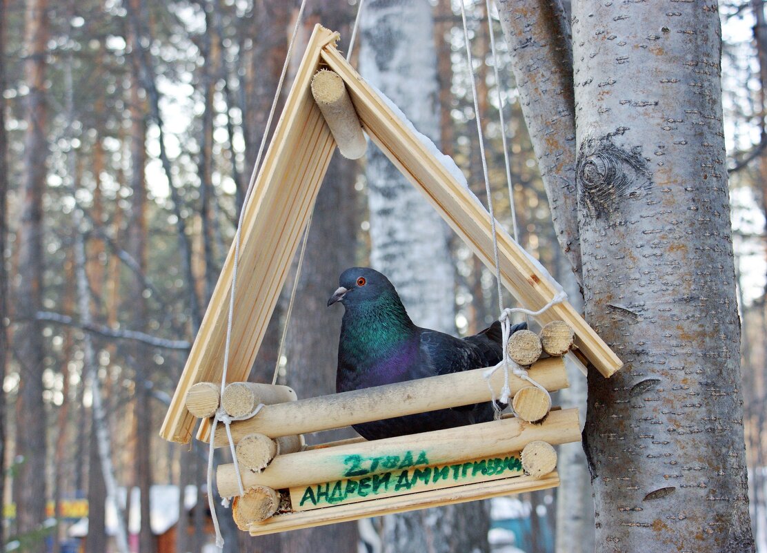 Дети заботятся о птицах и белочках - Галина Нестратова