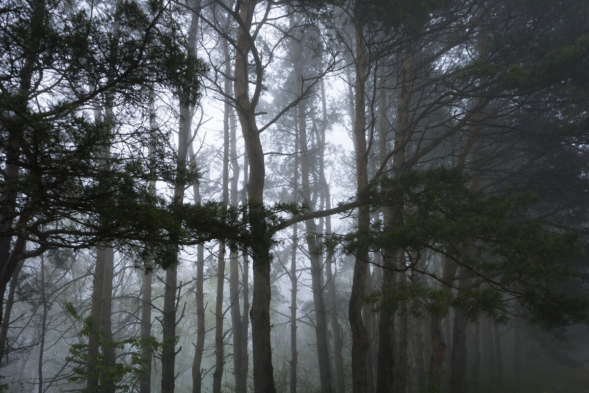 Туман - Марина 