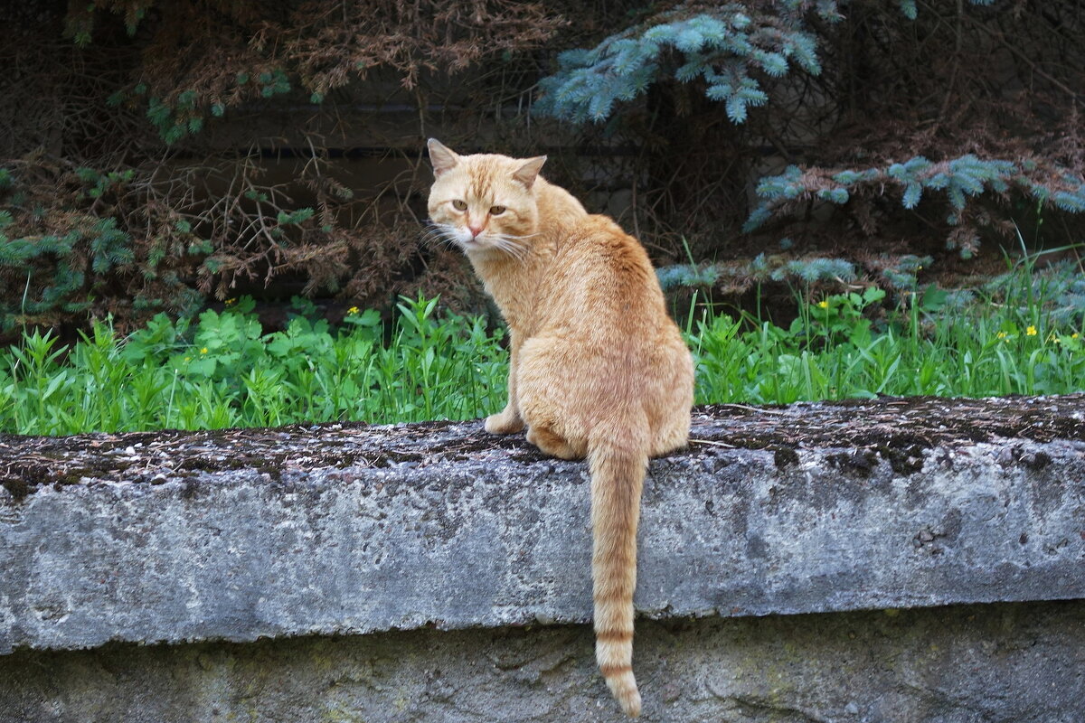 Рыжие кошки - Рита Симонова