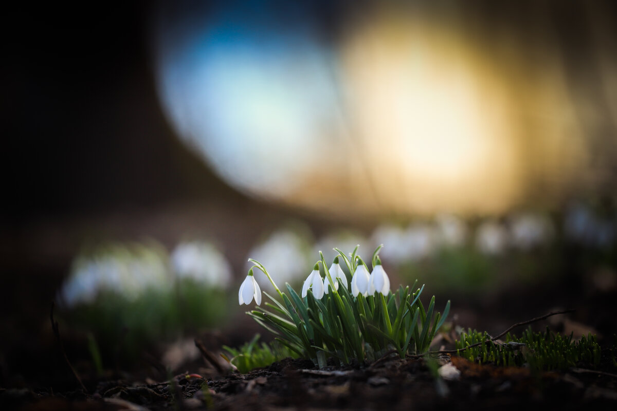 Вчерашние галантусы - Игорь Шевченко