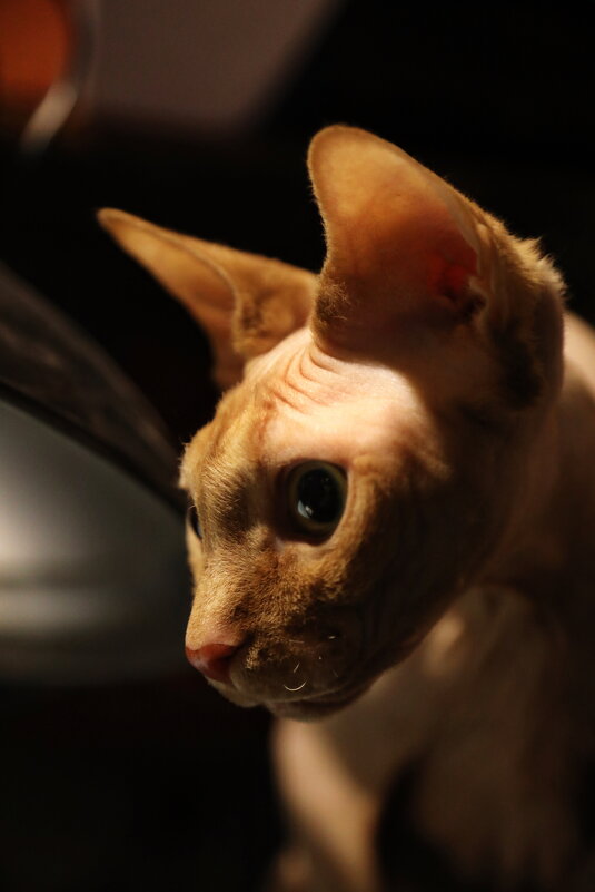 Киса - Сергей Панасюк