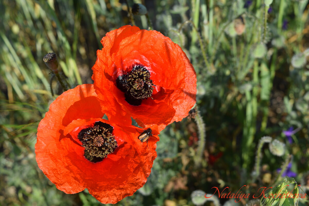 Природа Крыма - Изумительная Космея