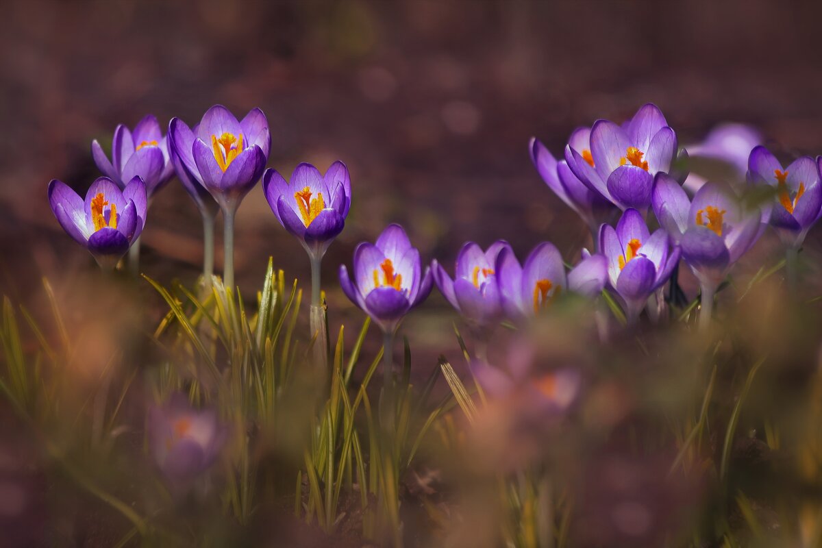 Встречая весну. - Татьяна Бравая