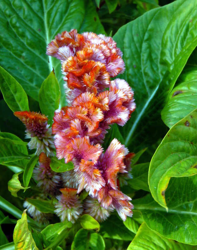 Моя бархатная целозия. - nadyasilyuk Вознюк