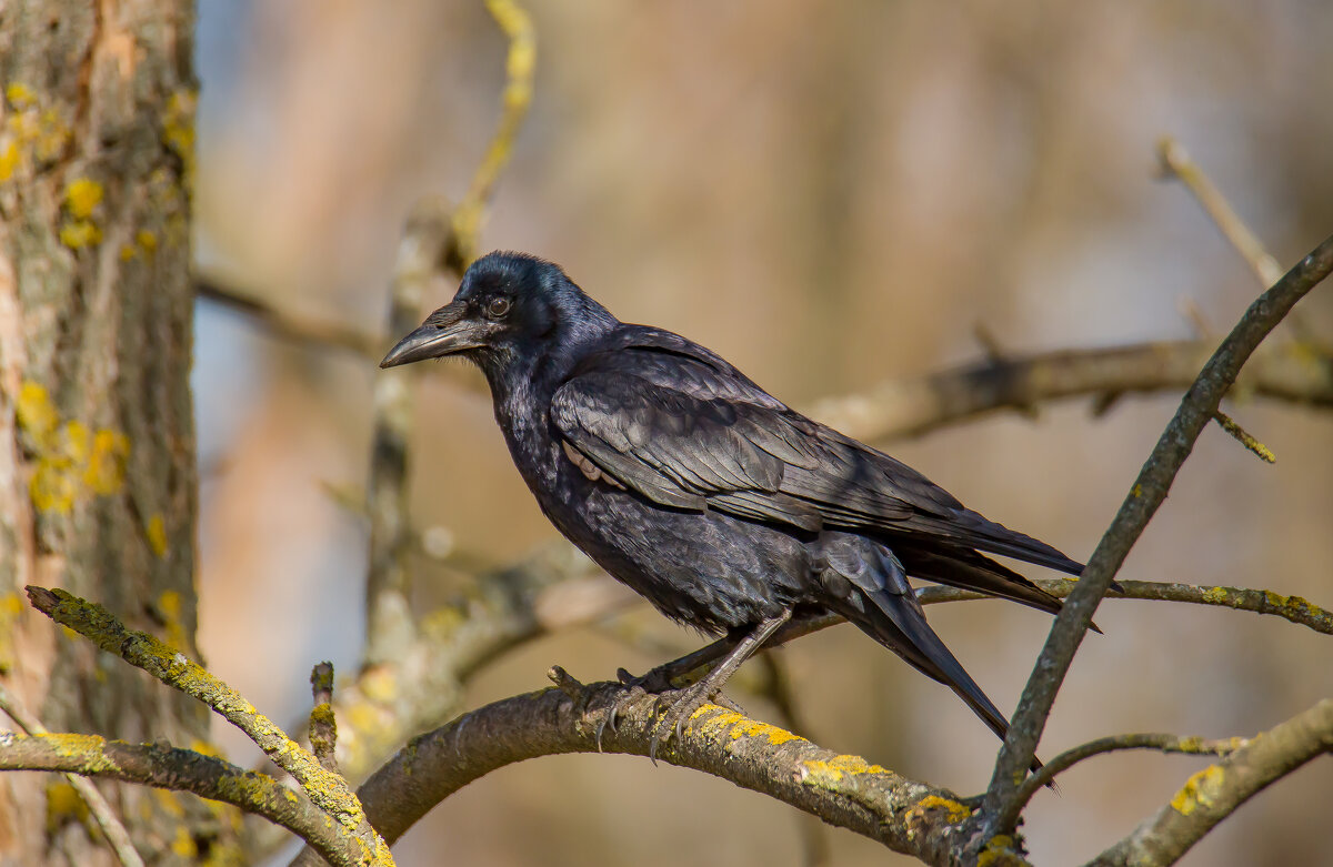 Грач. - Sergey (Apg)