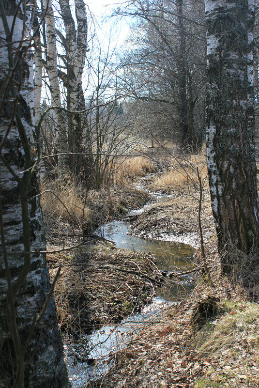 Звенят ручьи! - Наталья Лунева 