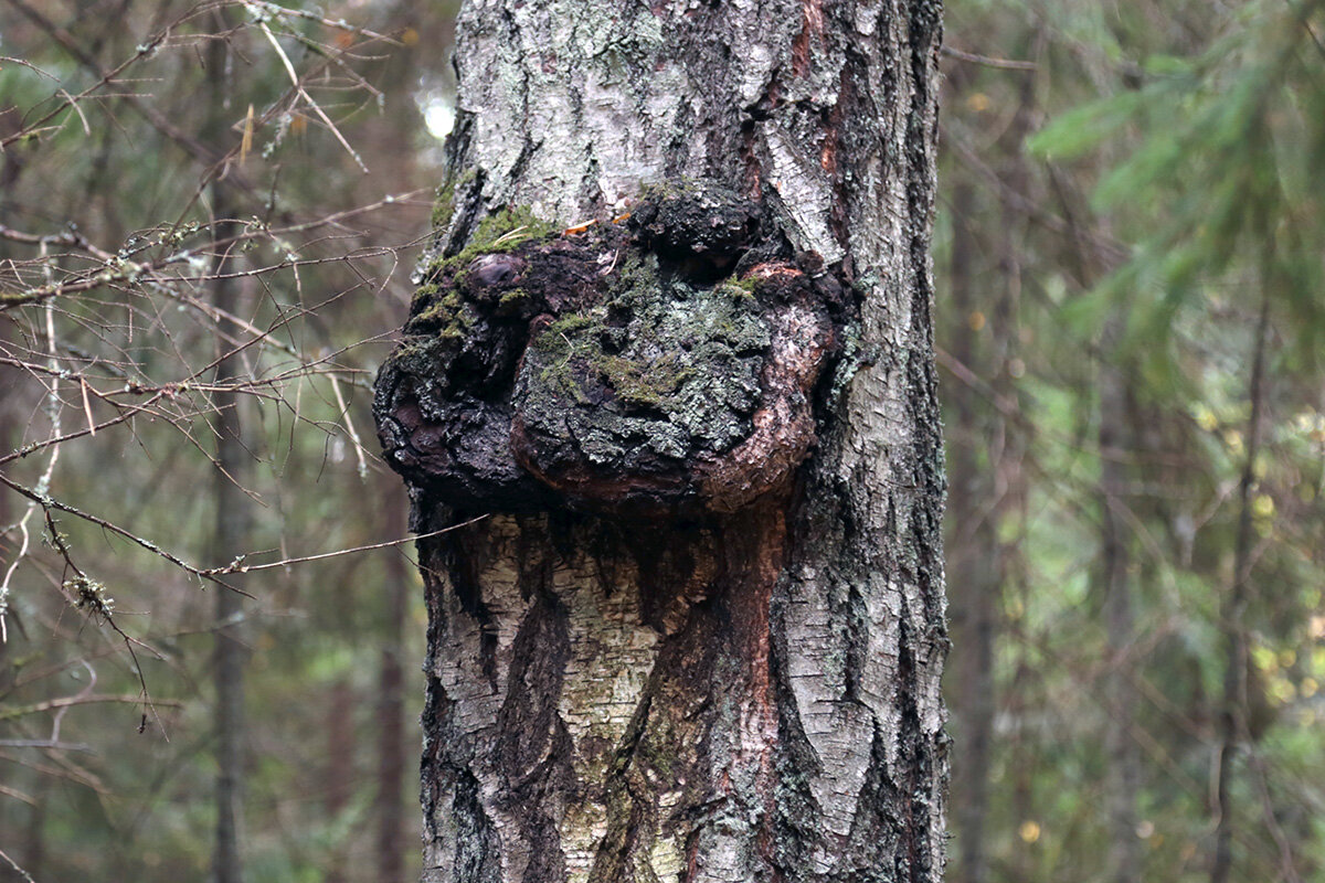 Заколдован - Сергей Сомихин