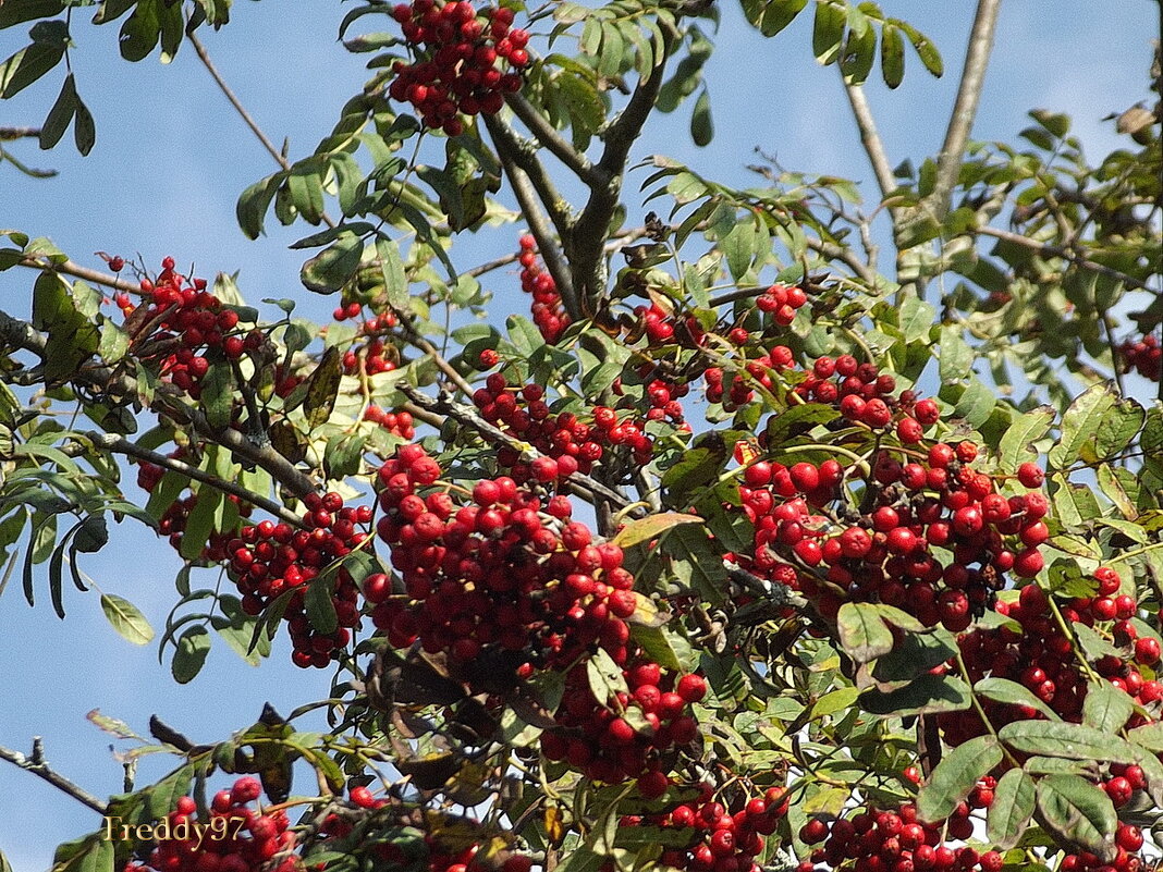 Рябина - Freddy 97