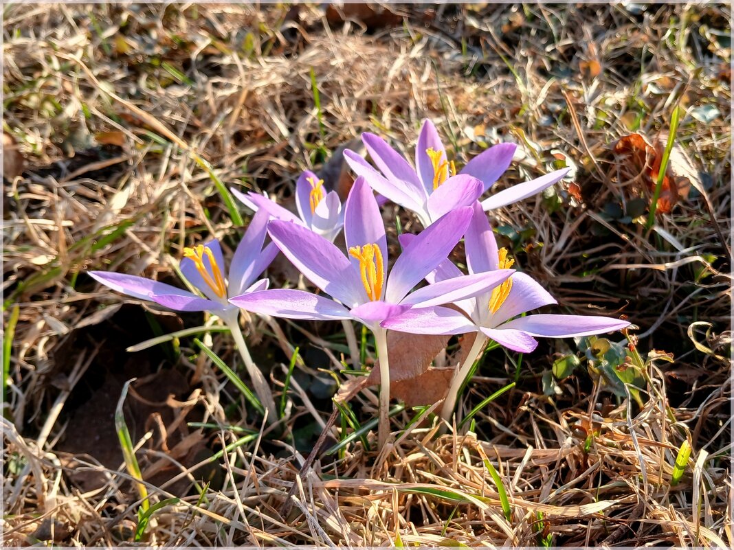 Семейка крокусов. - Лия ☼