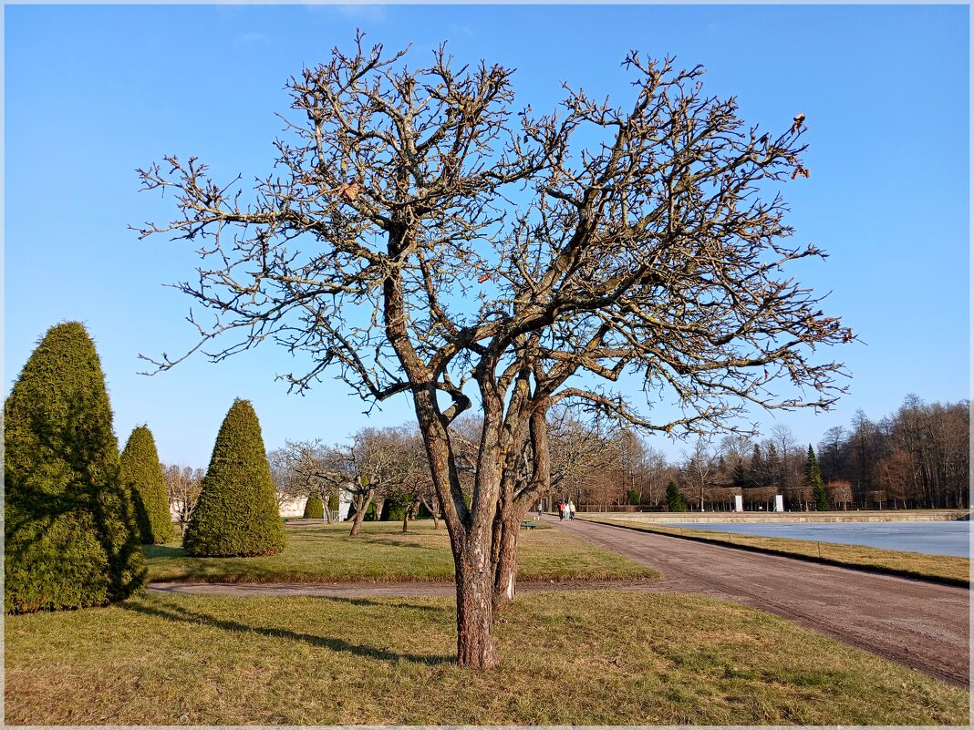 Яблоня - Лия ☼