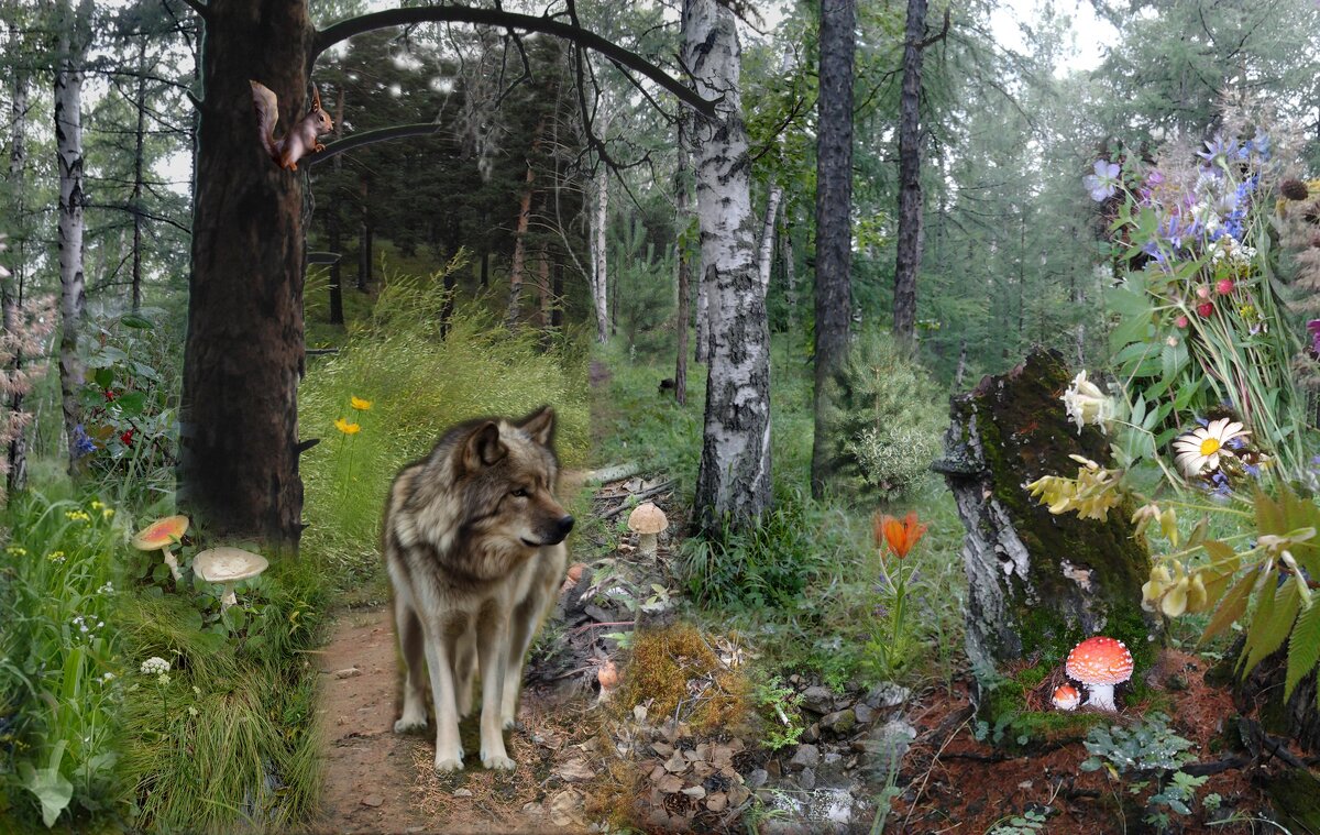 волк в лесу - Екатерина Панова