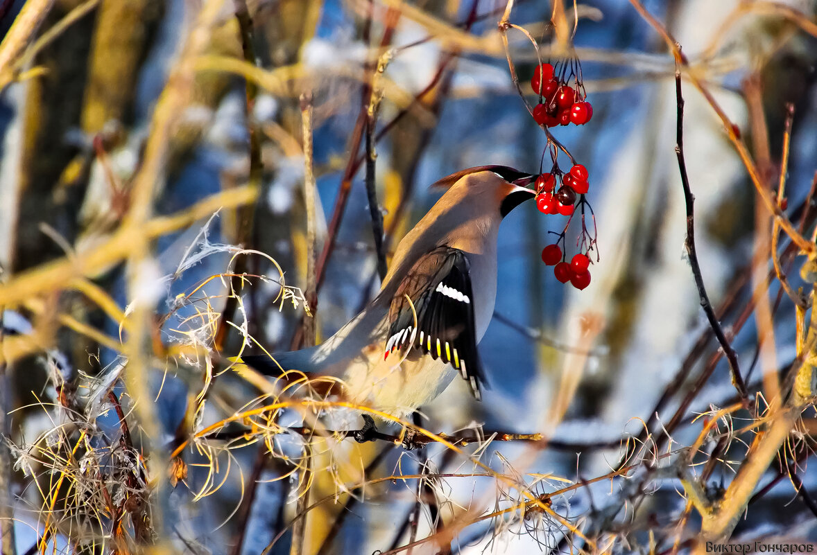 Свиристель - Laryan1 Свиристель - Laryan1