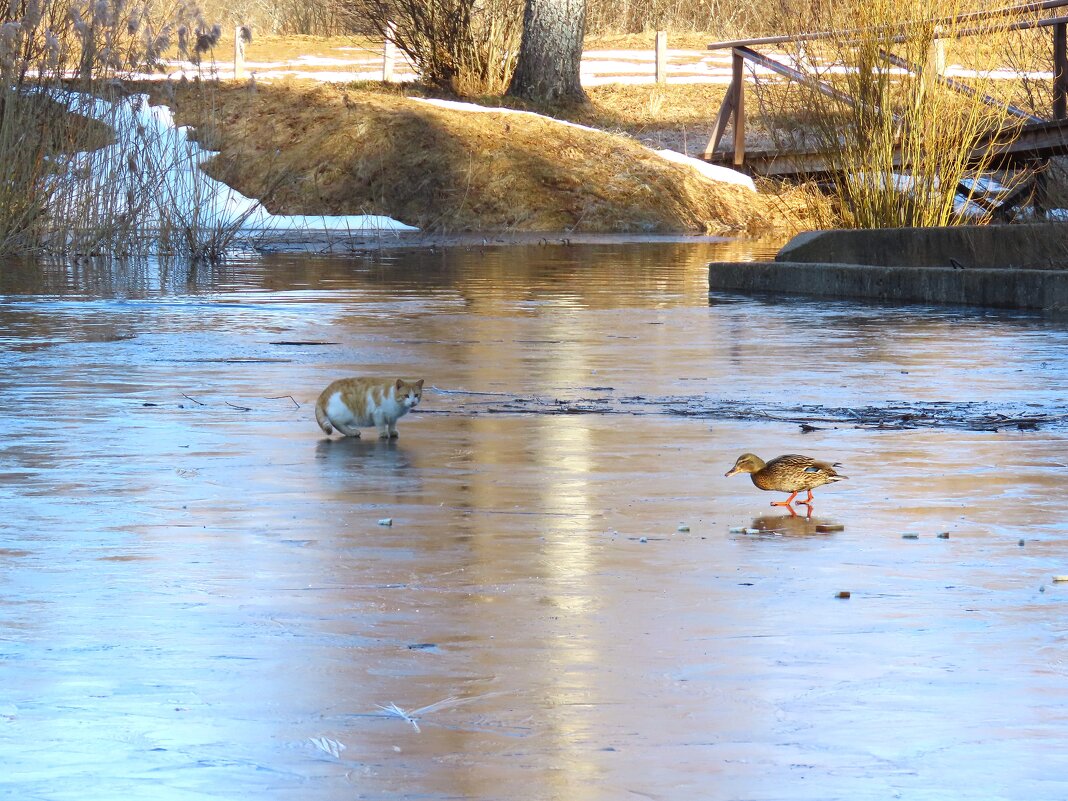 Кот рыбак или охотник ? - Ольга Митрофанова