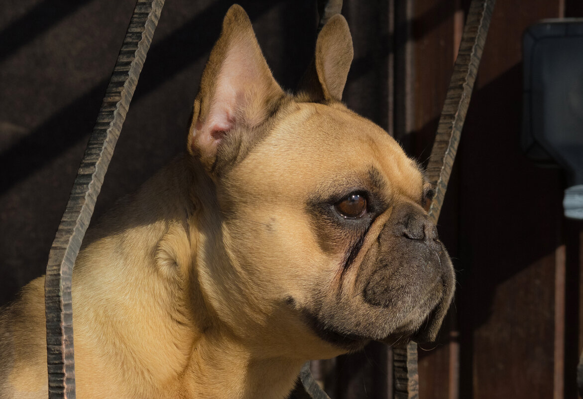 На страже - Nikolai 888