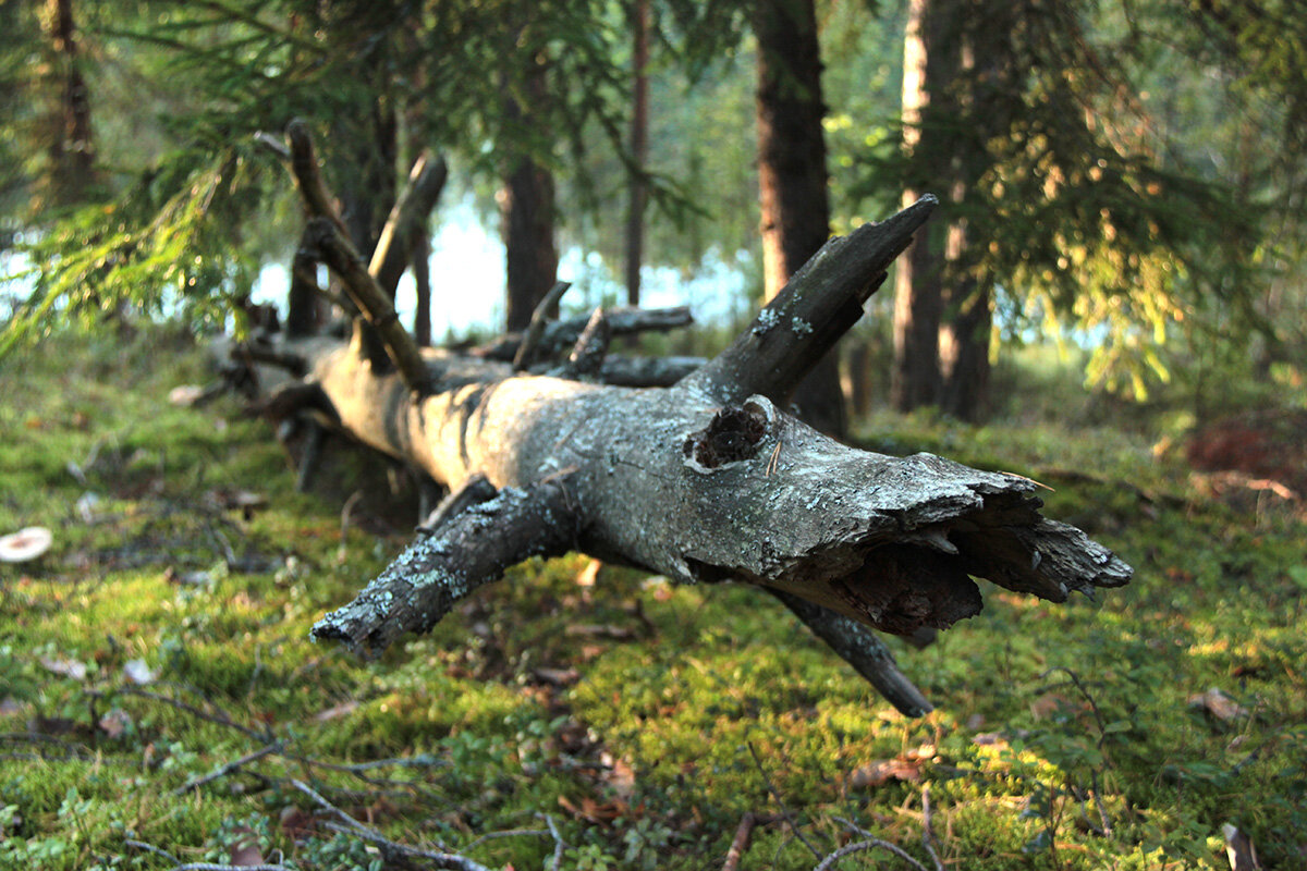 Лесной дракон - Сергей Сомихин Лесной дракон - Сергей Сомихин