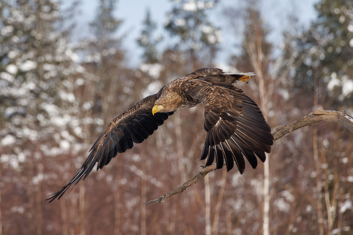 Орлан-белохвост - Sergey38 