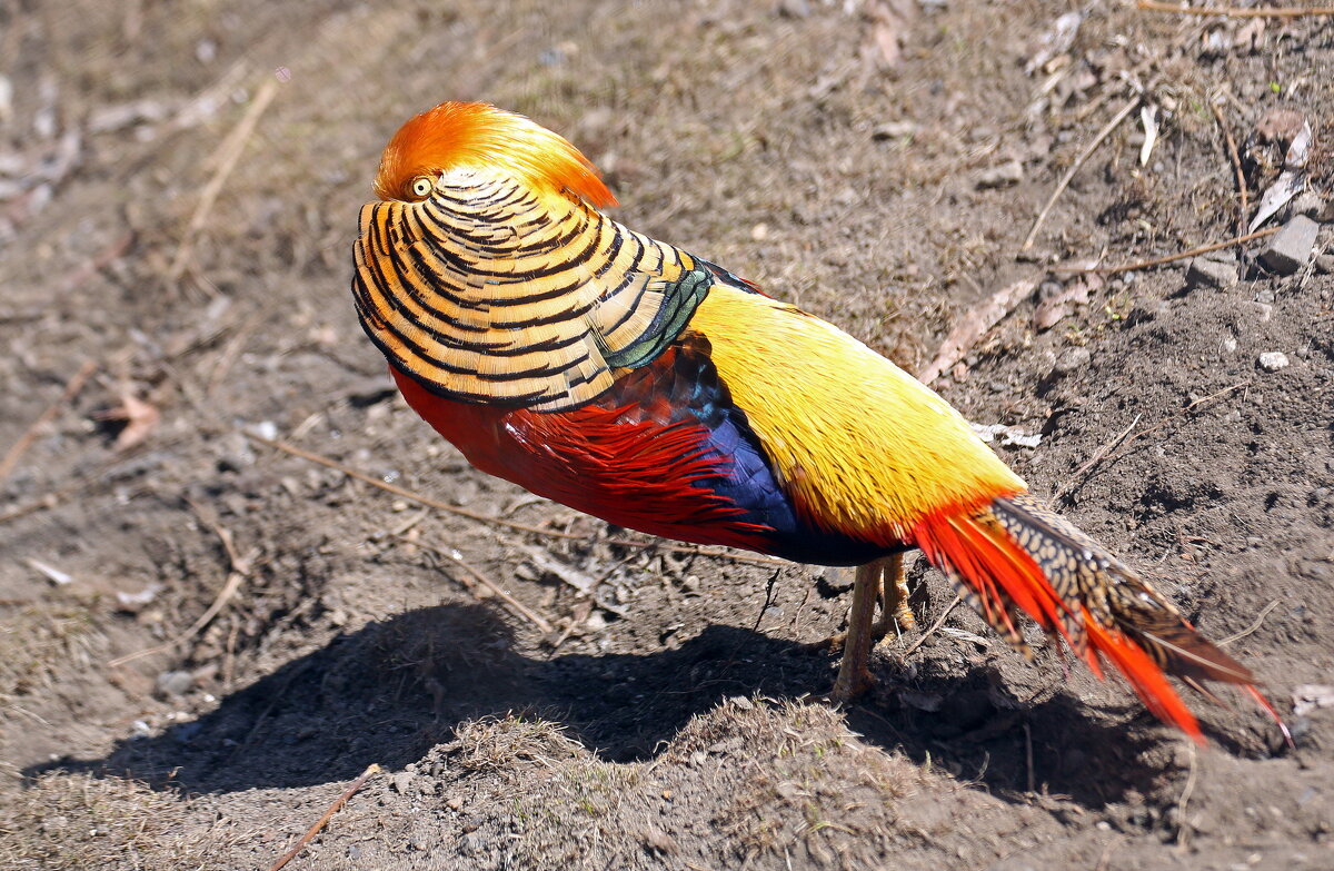 золотой фазан - Михаил Бибичков