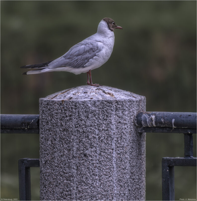 "Я памятник себе воздвиг...". - Александр Максимов