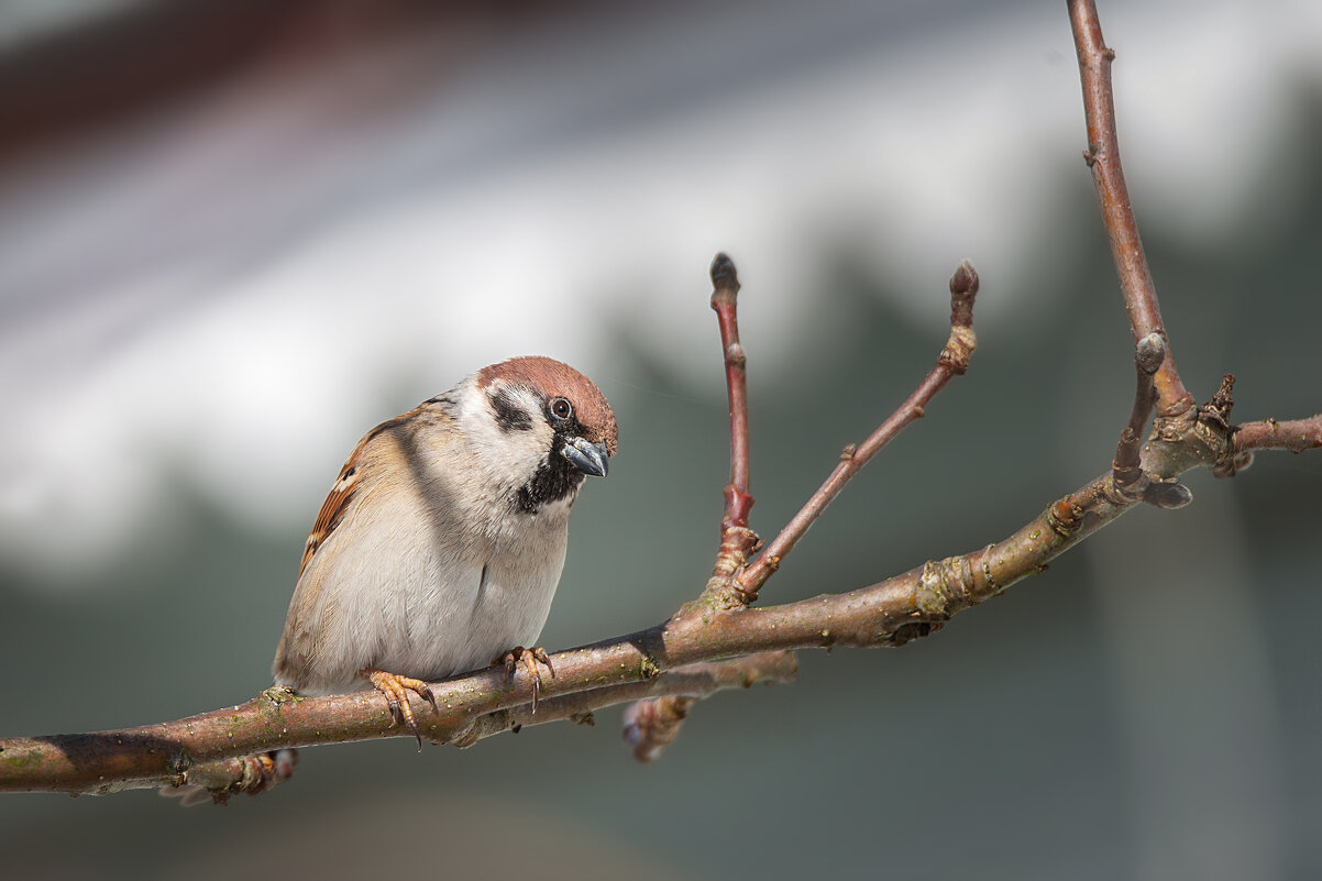Воробей - Alex Bush
