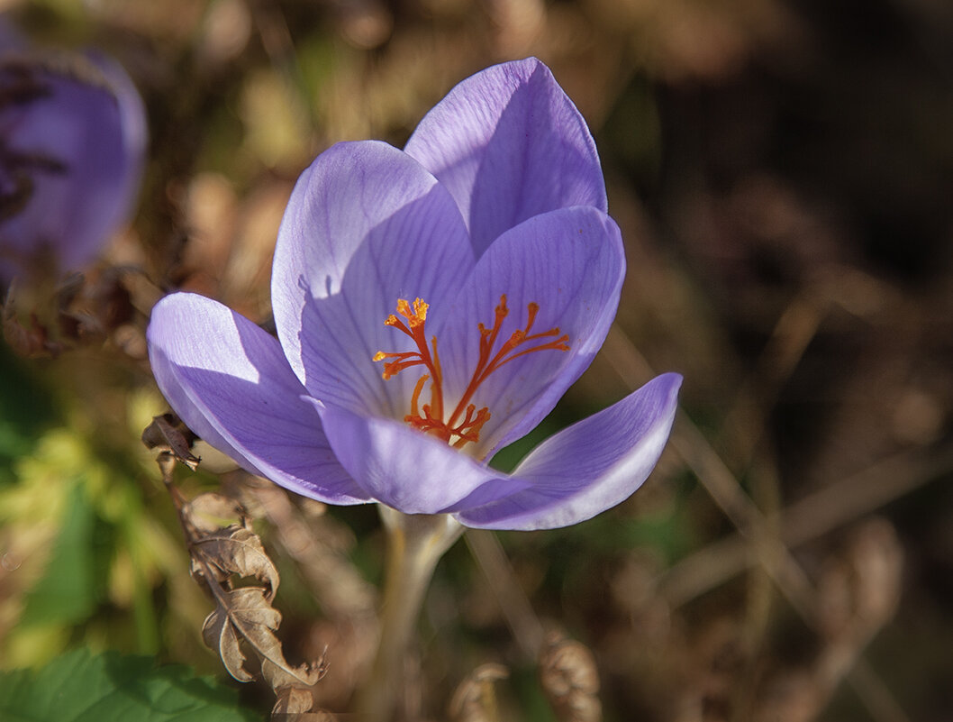 Крокус. - Лилия * Крокус. - Лилия *