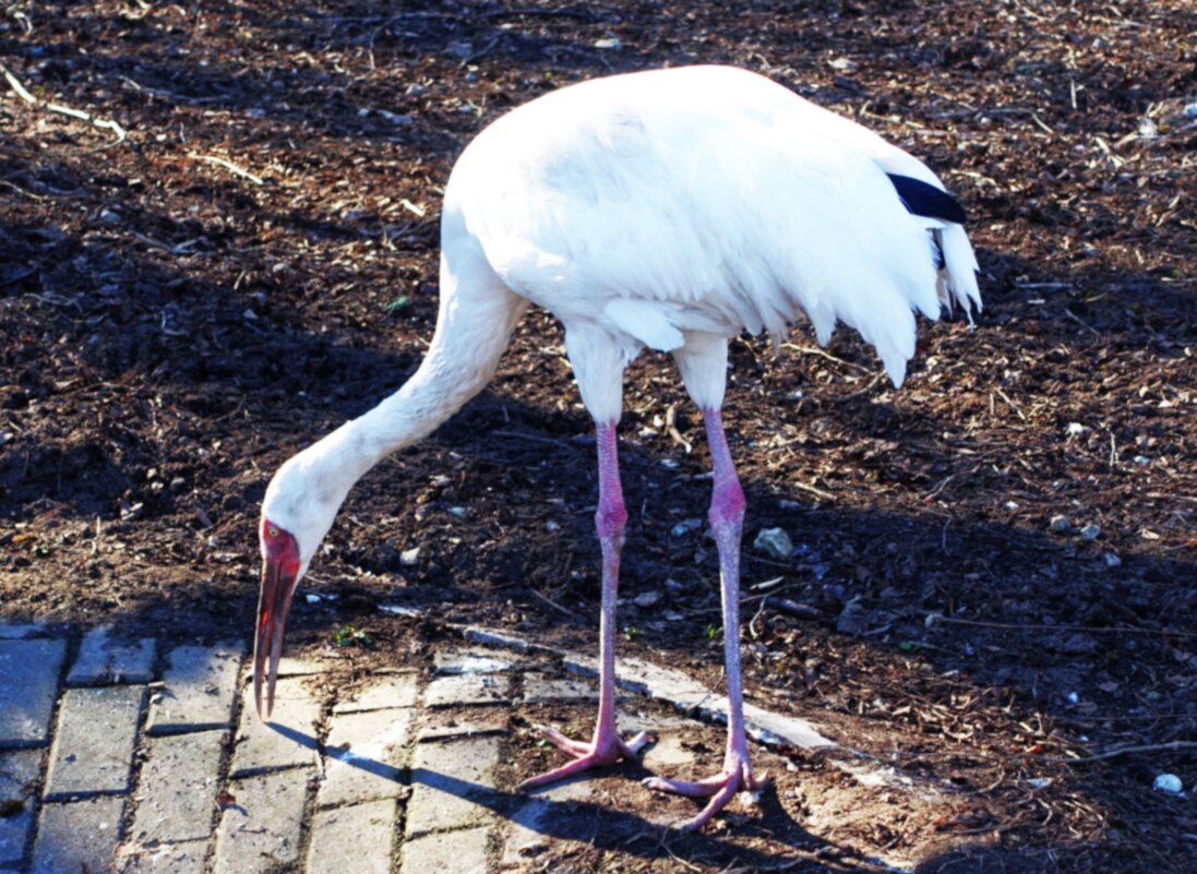 Идёт к своему маленькому пруду Стерх.. - Aida10 Идёт к своему маленькому пруду Стерх.. - Aida10