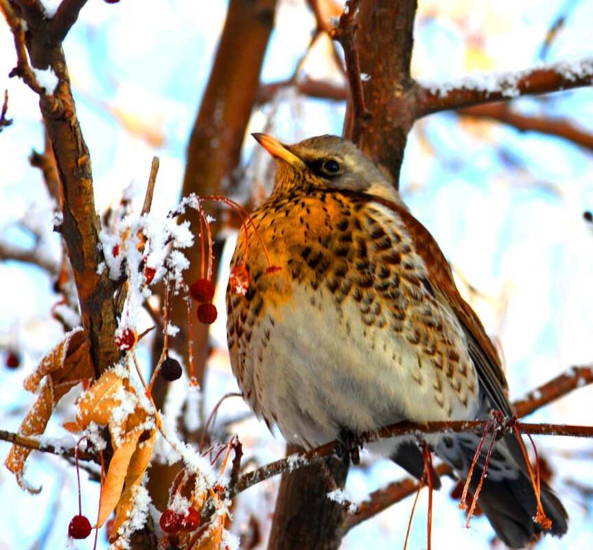 Настоящие дрозды - Savayr Настоящие дрозды - Savayr