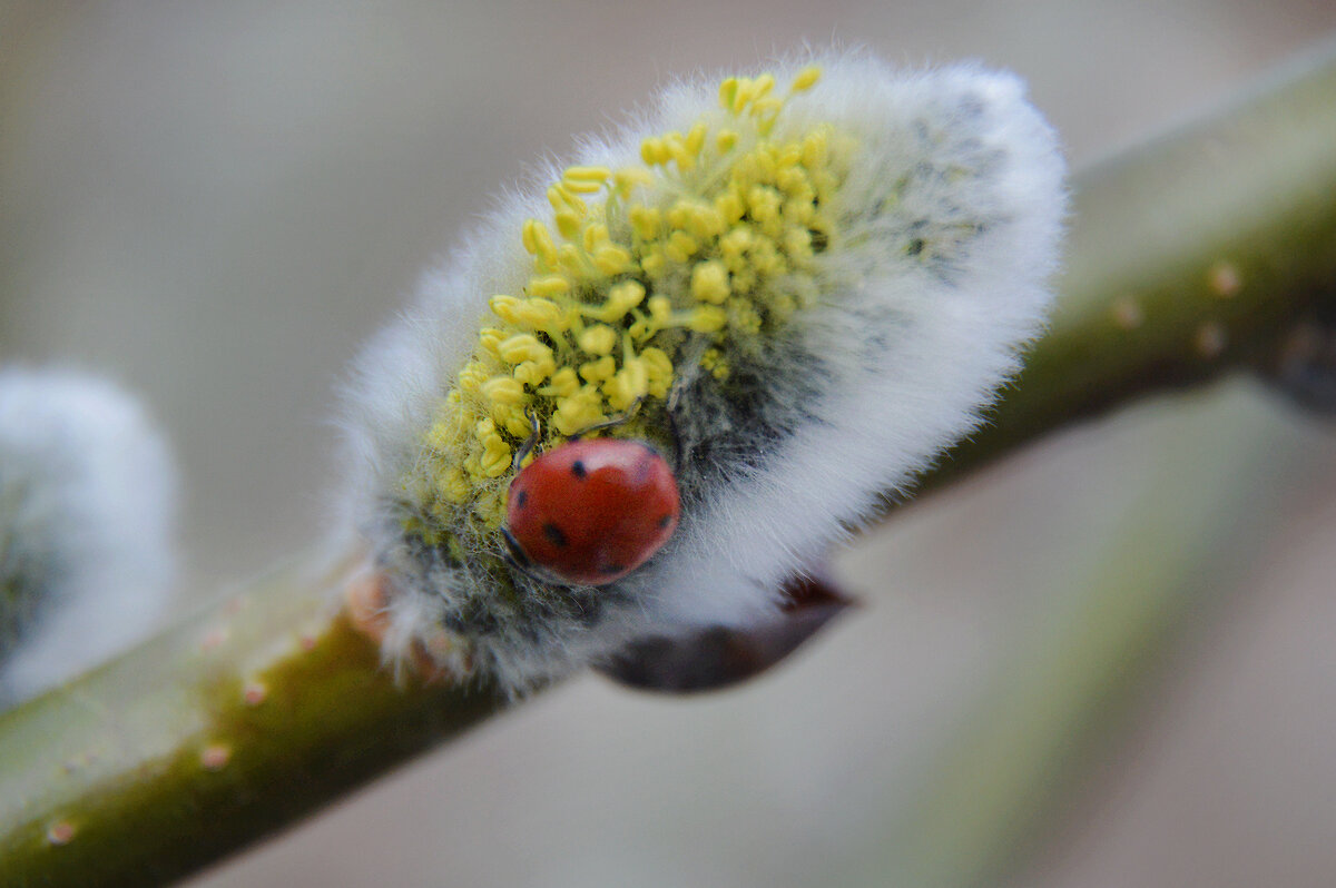 *** - Надежда Куркина *** - Надежда Куркина