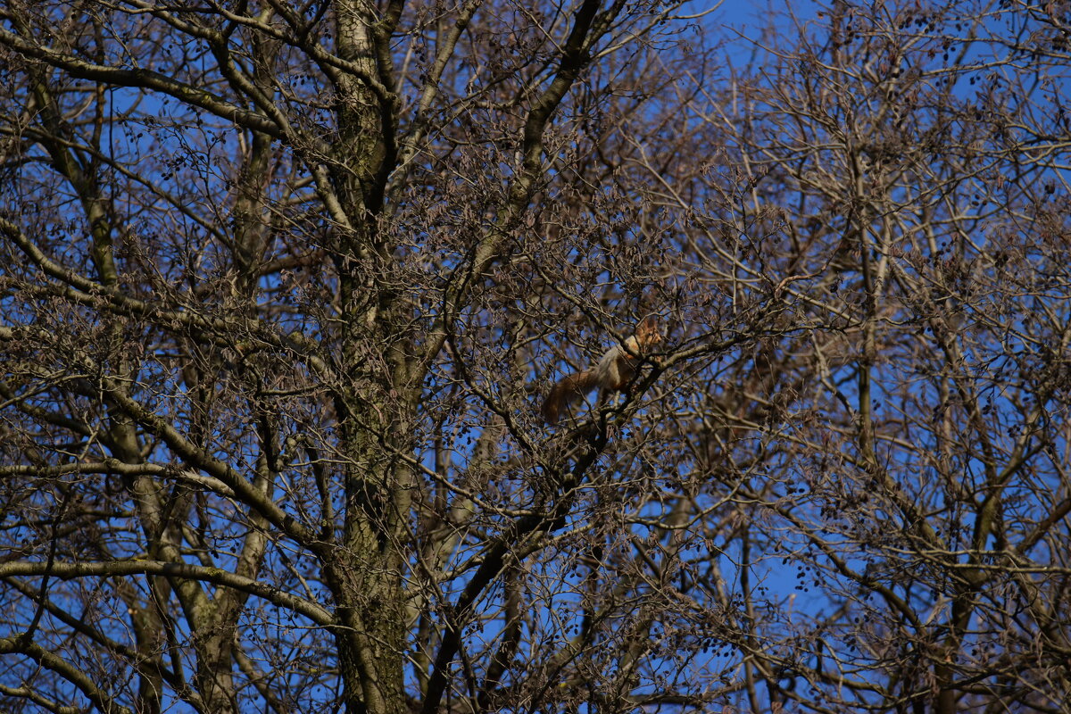 Рыжая красавица. - Наталья Вязигина Рыжая красавица. - Наталья Вязигина