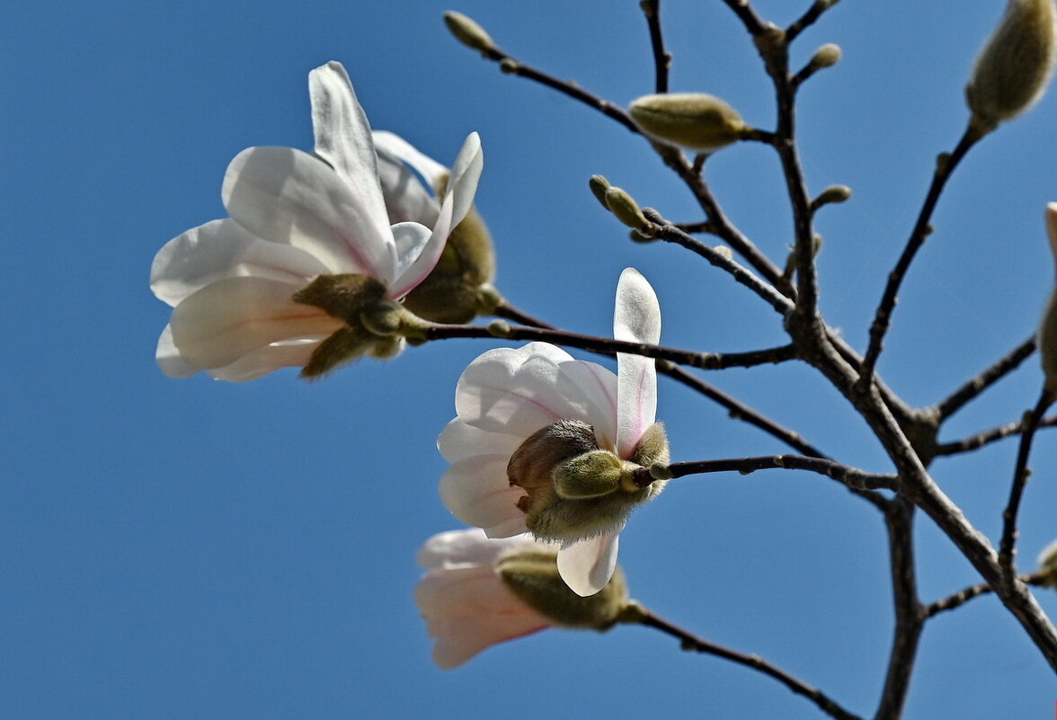 Весна пришла... - Николай Саржанов