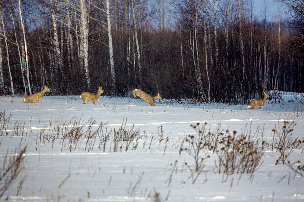 Весенние ритмы. Косуля Сибирская - Barguzin_45 Иваныч Весенние ритмы. Косуля Сибирская - Barguzin_45 Иваныч