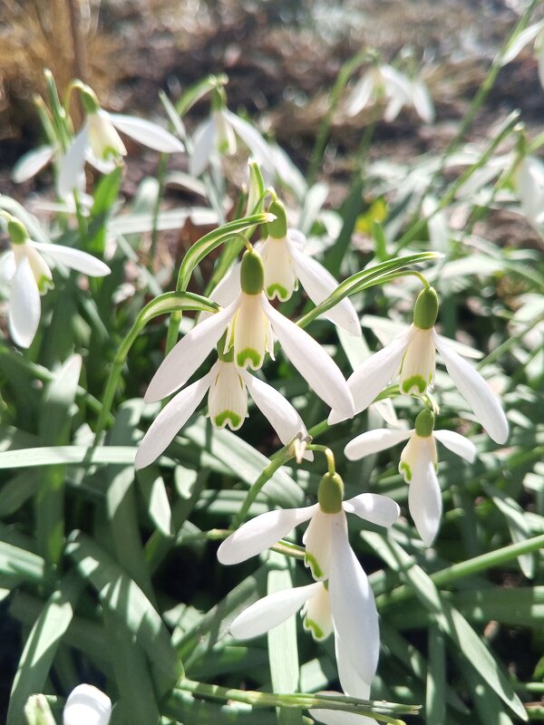 Подснежник - Сапсан 