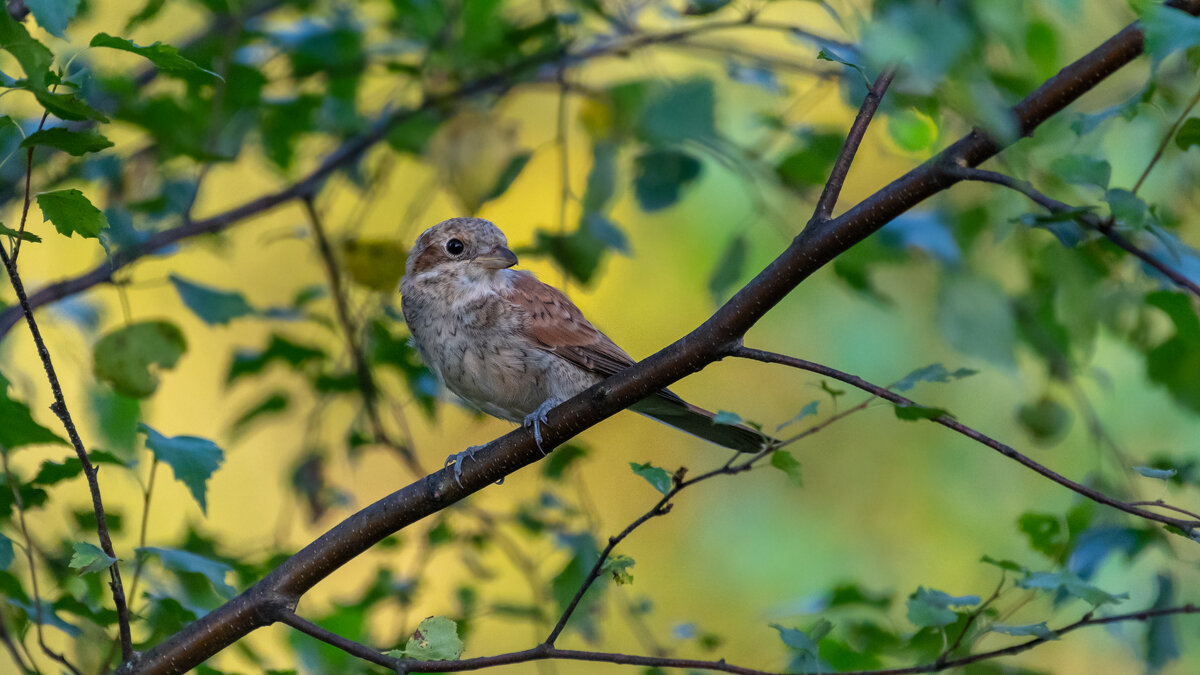 Жулан-сорокопут - Владимир Лазарев