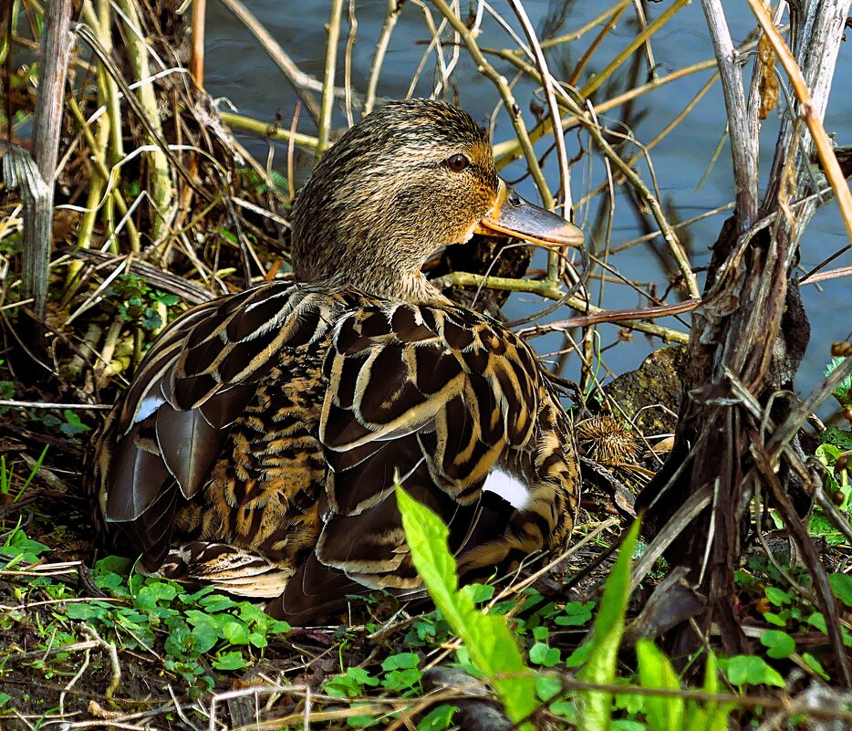 Весна(серия) - Владимир Манкер