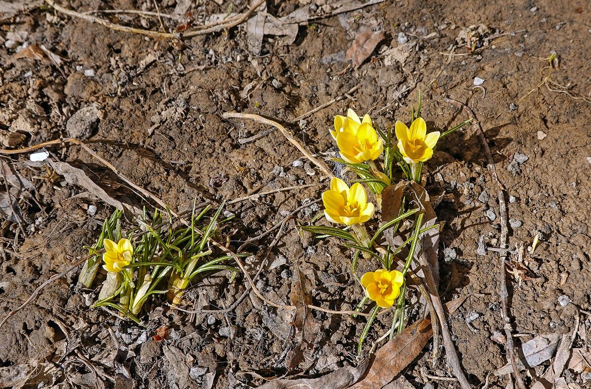 Первоцветы - Валерий Иванович