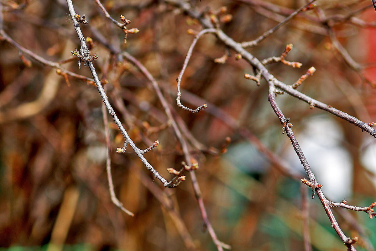 Будущая смородина - Юрий Гайворонскiий