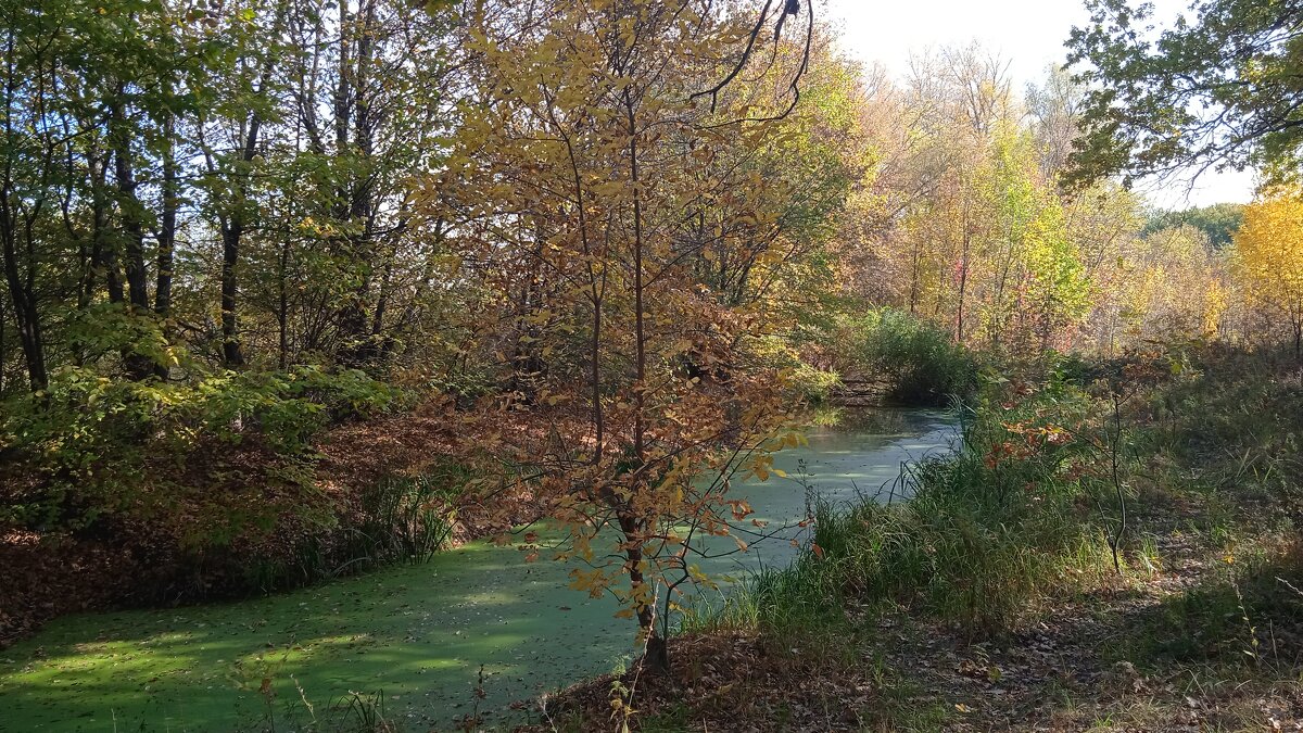 течёт зелёная река - Елена Шаламова течёт зелёная река - Елена Шаламова