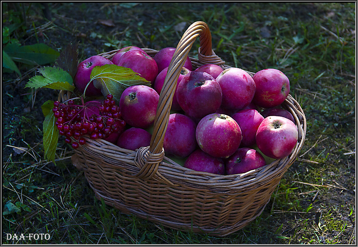Корзинка с красными яблоками и калиной. - Александр Дмитриев Корзинка с красными яблоками и калиной. - Александр Дмитриев