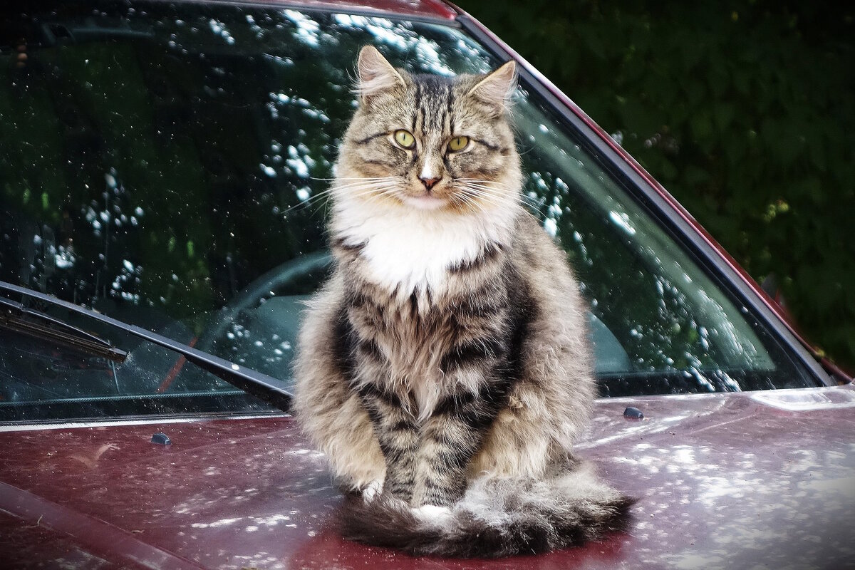 Пушистики - Рита Симонова