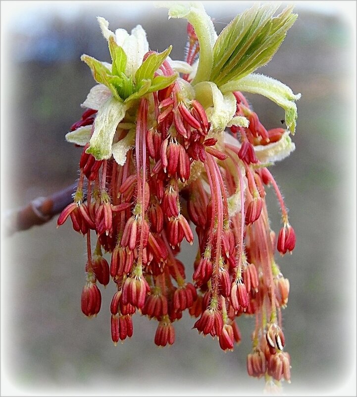 Американский ясенелистный клен - Наталья *** Американский ясенелистный клен - Наталья ***